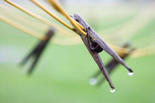 Wet clothes pins on clothes lines.