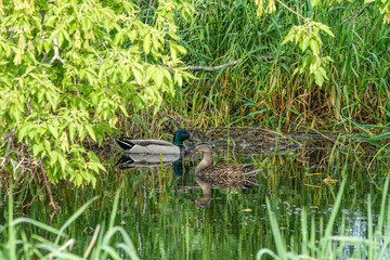 ma and pa mallards swimming in a pond