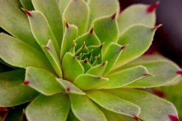 Naklejka na ściany i meble A beautiful green plant with red tips