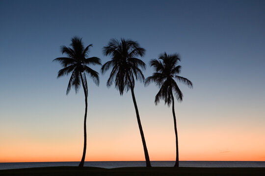 Silhouette of three palm trees on the beach
