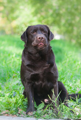 Fototapeta premium Chocolate labrador retriever portrait in the park