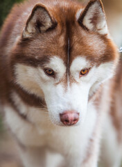 Siberian husky puppy on the street	