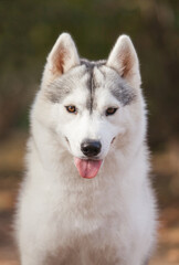 beautiful siberian husky in the park