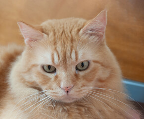 Portrait of a cream cat with white whiskers
