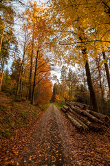 A path in autumn yellow, orange and red forest in Black Forest in Germany