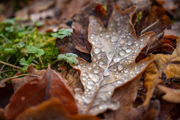 An autumn red leaf with a few frozen water drops on it