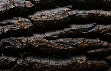 Dark textured tree stem of a tree, Brussels, Belgium