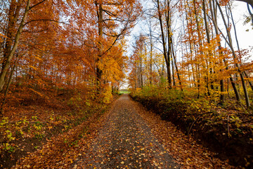 A path in autumn yellow, orange and red forest in Black Forest in Germany