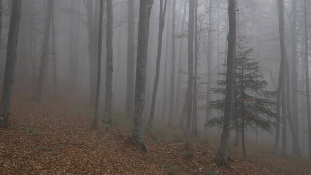 Walking in the misty woods in fall season