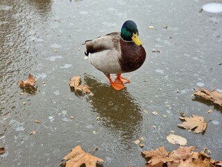 Un canard colvert sur la glace d'un étang gelé