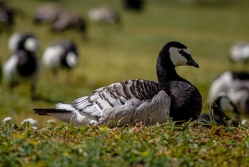 country goose in the park