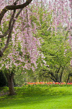 Cherry blossoms and tulips in Boston Public Garden, Boston, Massachusetts, USA