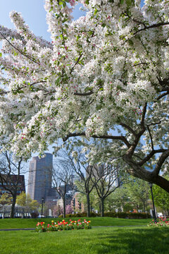 Flowers blooming on apple blossom tree, Christopher Columbus Waterfront Park, North End, Boston, Massachusetts, USA