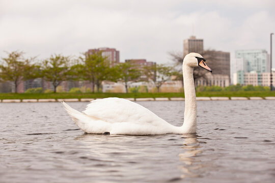 Swan on a river with a city in the background, Charles River, Cambridge, Middlesex County, Massachusetts, USA