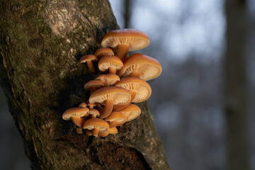 Edible mushroom Flammulina velutipes on the three. Known as Velvet shank, Velvet Foot or Enoki Mushroom. Cluster of wild orange mushrooms in the floodplain forest.
