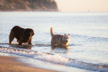 Beautiful big dog breed leonberger