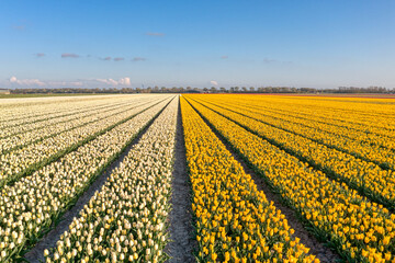 Fields of tulips in The Netherlands at a spring evening.