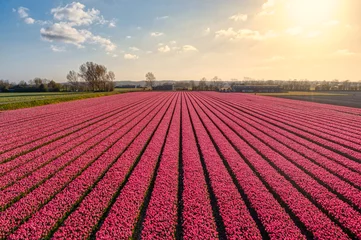 Schilderijen op glas Fields of tulips in The Netherlands at a spring evening. © Alex de Haas
