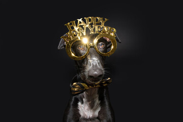 greyhound pet dog celebrating new year with a sign glasses. Isolated on black backgrund