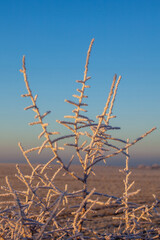plants in winter occupied with ice crystals in sunlight