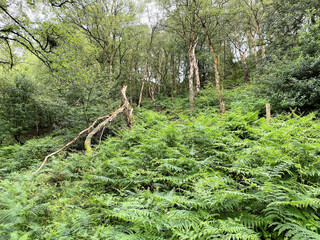 Fototapeta premium tree in the forest