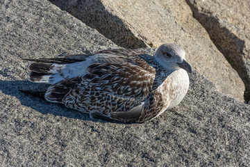 Young seagull resting in cold day