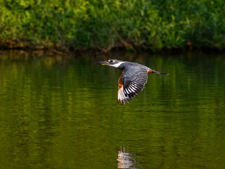 Ringed Kingfisher flying over river with green water