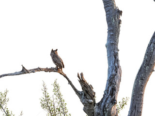 Great Horned Owl standing on tree branch  