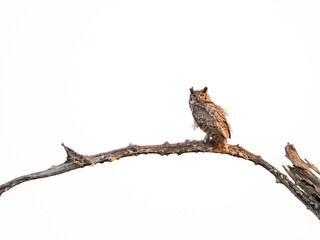 Great Horned Owl standing on tree branch  