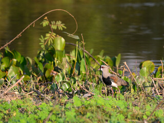 Southern Lapwing standing at pond's edge 