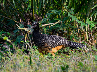 Female Bare-faced Curassow , closeup portrait in Pantanal, Brazil