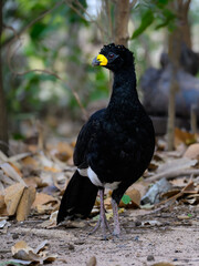 Male Bare-faced Curassow closeup portrait in Pantanal, Brazil