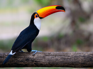 Fototapeta premium Toco Toucan perched on log, closeup portrait in Pantanal, Brazil
