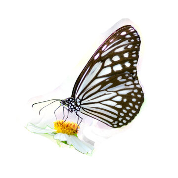 butterfly on a flower © Stock Photo For You