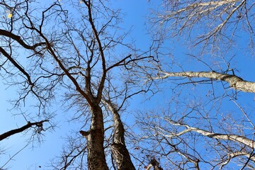A view from under the bare tree in the forest.