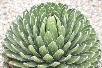 Obraz premium Agave victoriae reginae au jardin 