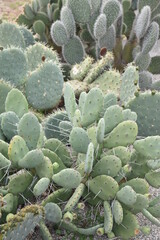 Opuntia robusta au jardin de cactus