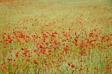 Fototapeta premium Poppy field in summer, Sweden