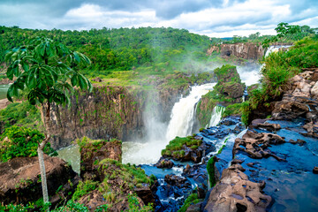 nature, river and plants around Iguazu Falls