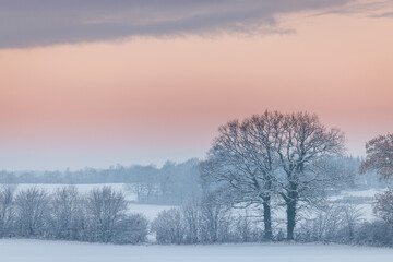 Obraz na płótnie Canvas Pink and blue sunset over snowy field with line of bald trees in winter, Schleswig-Holstein, Northern Germany