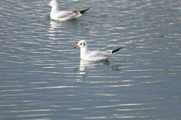 black headed gull