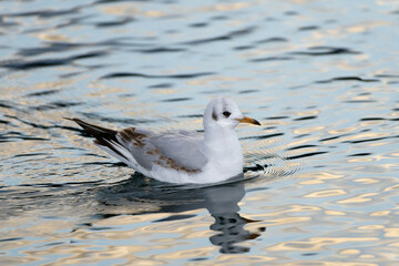 black headed gull