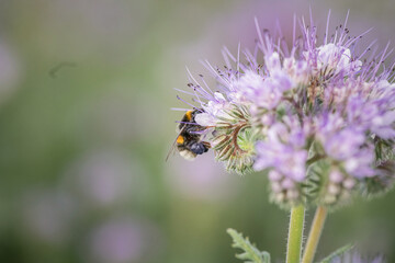 Anthophila bee collects nectar from blooming flowers in a summer field.