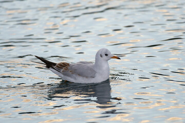 seagull on the beach