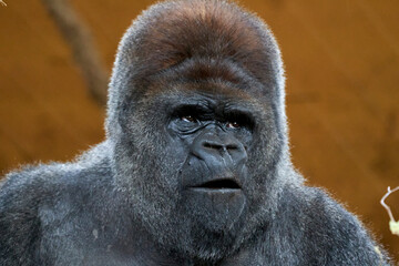 Beautiful close portrait of a silverback gorilla with surprised face looking up in the natural park of Cabarceno, in Cantabria, Spain, Europe