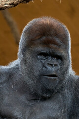 Beautiful close vertical portrait of a silverback gorilla with a surprised face looking up in the natural park of Cabarceno, in Cantabria, Spain, Europe