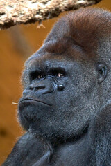 Beautiful side close vertical portrait of a silverback gorilla with a branch in its mouth looking at the camera in the Cabarceno Nature Park, in Cantabria, Spain, Europe