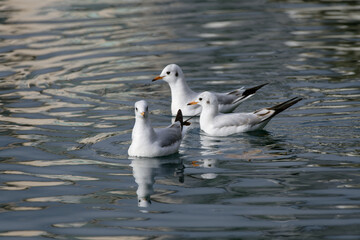 black headed gull