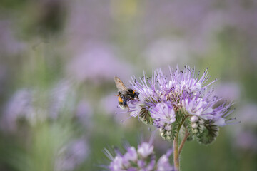 Anthophila bee collects nectar from blooming flowers in a summer field.