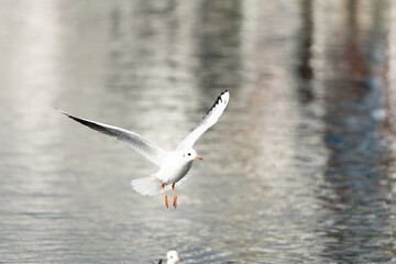black headed gull